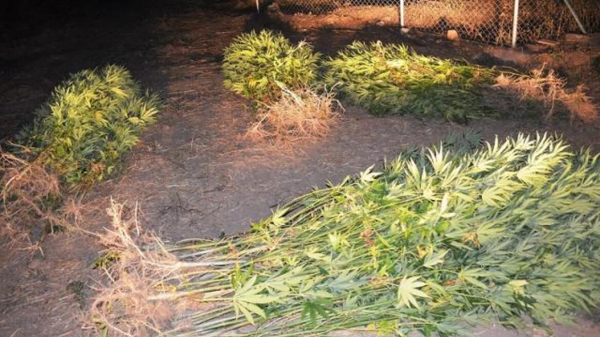 Νυχτερινή αστυνομική έφοδος αποκάλυψε πάνω από 300 χασισόδεντρα στη Μεσσηνία